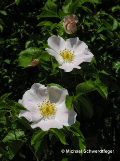 Rosa canina