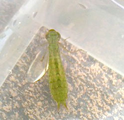 ギンヤンマ類のヤゴ(約2.5cm)