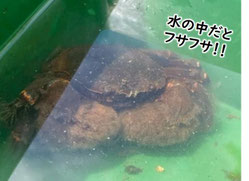 モクズガニの爪に生えた毛は藻屑に似ている。