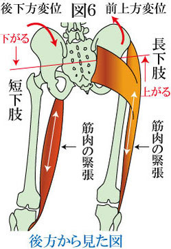 骨盤と膝　後方から