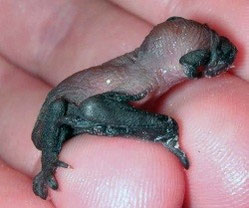 Zwergfledermaus-Baby. Foto: Kaija Spruck