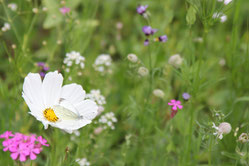 Valerie Forster, Meine Blumenwiese im Garten