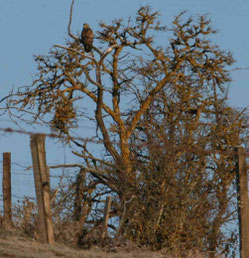 Photo décorative aigle posé sur l'arbre