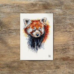 watercolor watercolour painting drawing red panda | Aquarell Zeichnung Gemälde Roter Panda | Sandra Mahn