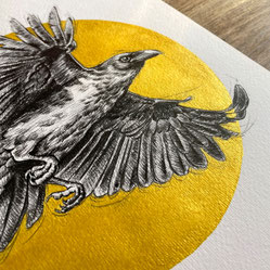 pencil drawing raven corvus corax | Bleistift Zeichnung Rabe in Gold | Sandra Mahn