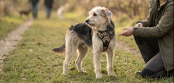 Hundeschule Schepolino 69434 Heddesbach