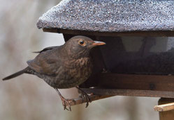 Amsel, A. Bossert