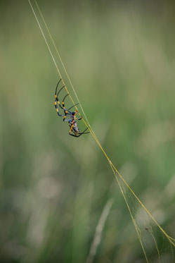 Golden Orb Web Spider mit ihren festen, goldenen Fäden