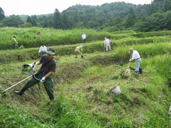 棚田の除草活動