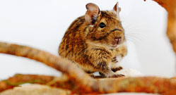 Degu Lilac Dein-Degu kaufen