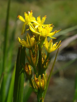 Narthecium ossifragum, Pyrénées (photo Ugo)