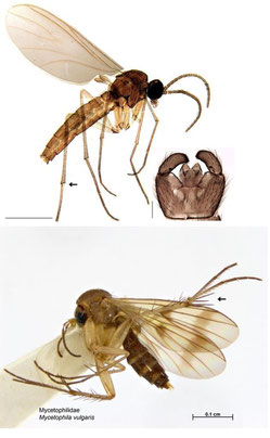 Leptosciarella subspinulosa, Sciaridae (above)、Mycetophila vulgaris, Mycetophilidae (below)