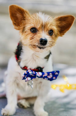 Paco der Taco – Hochzeitshund und deutschsprachiger Hochzeitsassistent in Las Vegas