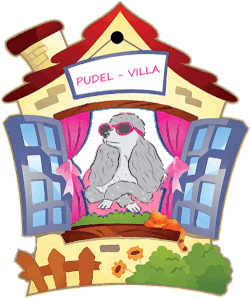 Teacuppudel von der Pudelvilla - Teacup Pudel Hobbyzucht