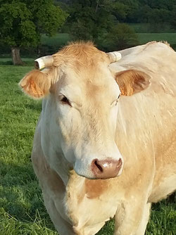 gros plan d'une vache Blonde d'Aquitaine de la ferme COUTANT And Cow à Mauléon 79 vente directe de viande de boeuf bio