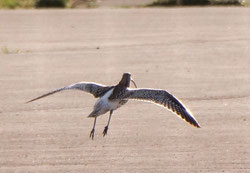 Großer Brachvogel auf Fliegerhorst © privat