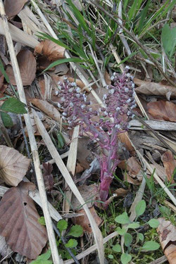 Rote Pestwurz (Petasites hybridus) am Hang zum Walpertstal (G. Franke, 10.04.2016)