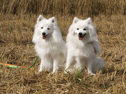 Dog Shows & Show Handling