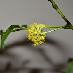 アカサヤネムノキ　開花