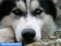 World's Oldest Dog Breeding Program?