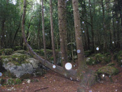L'arbre Lyre près de Bugarach