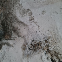 30x30 Pappe, Sumpfkalk, Beize, Tusche