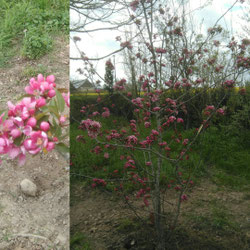 pommier Makamik 200/250 130€