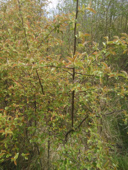 pseudo cydonia sinensis contre planté 150/200 12€