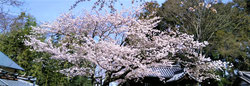 鞭崎神社の桜