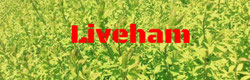 LIVEHAM　ライブハム