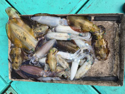 遊漁船　松福丸　ティップラン