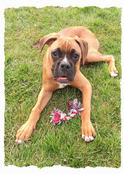 Chiot Boxer à l'école pour chiots à Dax