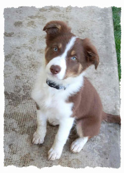 Chiot Border Collie à l'école pour chiots à Dax