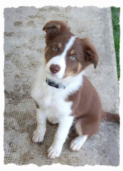 Chiot Border Collie à l'école pour chiots à Dax