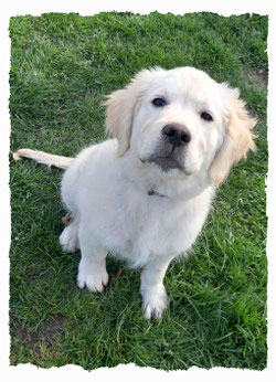 Chiot Golden Retriever à l'école pour chiots à Dax