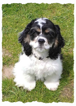 Chiot Cocker Américain à l'école pour chiots à Dax