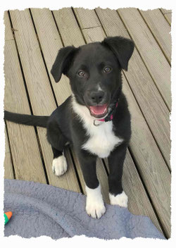 Chiot Border Collie à l'école pour chiots à Dax