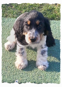 Chiot Cocker Spaniel à l'école pour chiots à Dax