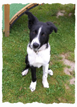 Chiot Border Collie à l'école pour chiots à Dax