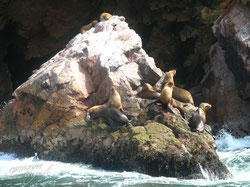 Réserve naturelle à Paracas