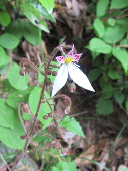 初夏の花：ユキノシタが早くも咲き出す