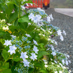 妙法山のスミダノハナビ（墨田の花火）