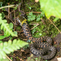 妙法山のヤマカガシ