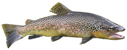 Confessions d'un pêcheur à la mouche