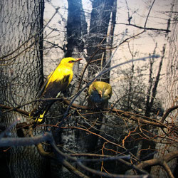 Michael Koch: yellow fellow, 2016, Lambdaprint, Diasec