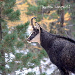 Le chamois (Rupicapra rupicapra)