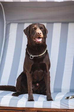 Hotelhund Eick