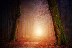 Dunkler Wald mit hellem Licht - Symbol für Hoffnung und Licht in schwierigen Zeiten