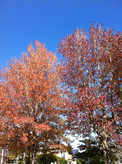 近所の公園。私はこの木々の紅葉具合で秋を感じてます。今年の紅葉も楽しみです。