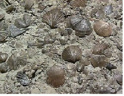 Bild von Fossilien einiger Brachiopoden